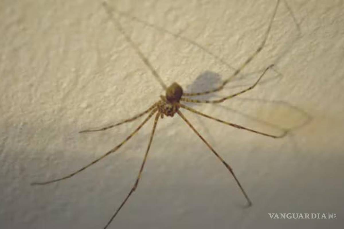 ¡No la mates!... si ves a esta araña en tu casa la debes cuidar ya que es la depredadora natural de la violinista