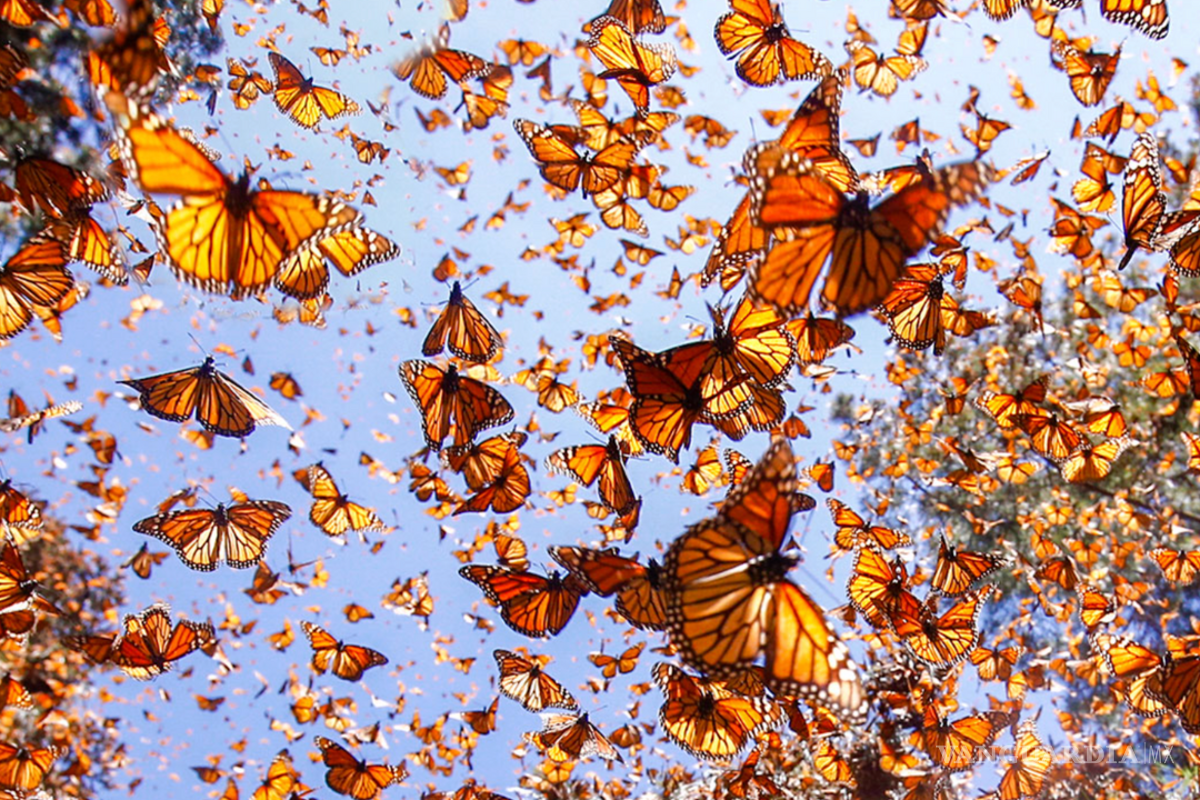 $!Cada año, la mariposa monarca emprende una de las migraciones más largas y fascinantes del reino animal.