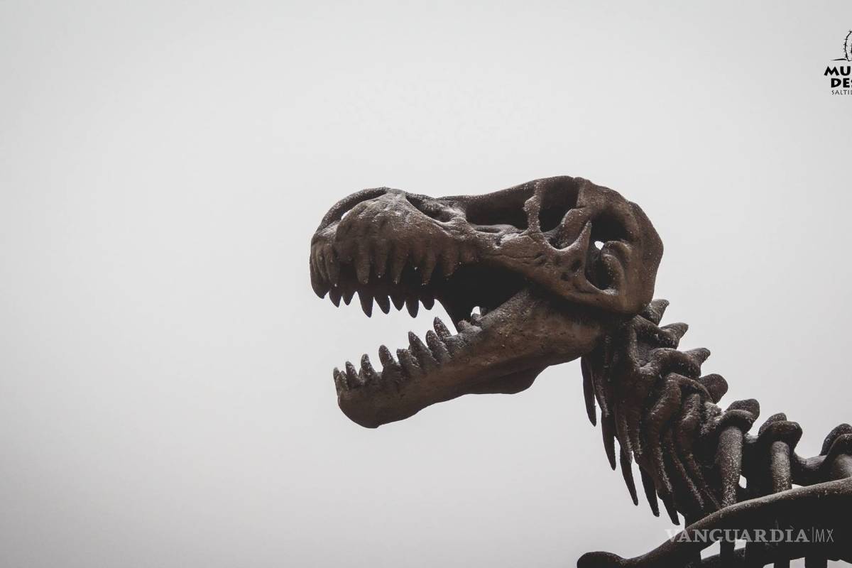 $!Las mejores postales del MUDE tras la nevada (FOTOS)