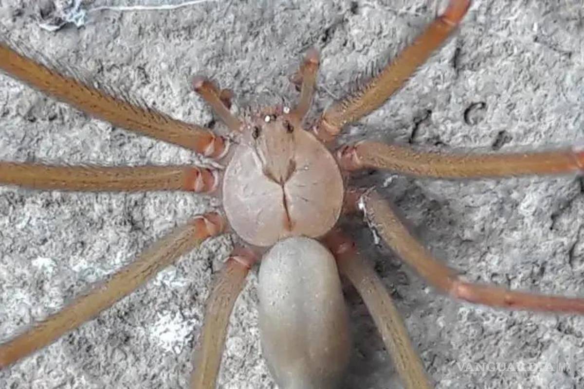 ¿Cuándo inicia la temporada de arañas en México?... cómo saber cuáles son peligrosas y qué hacer si las vemos en casa