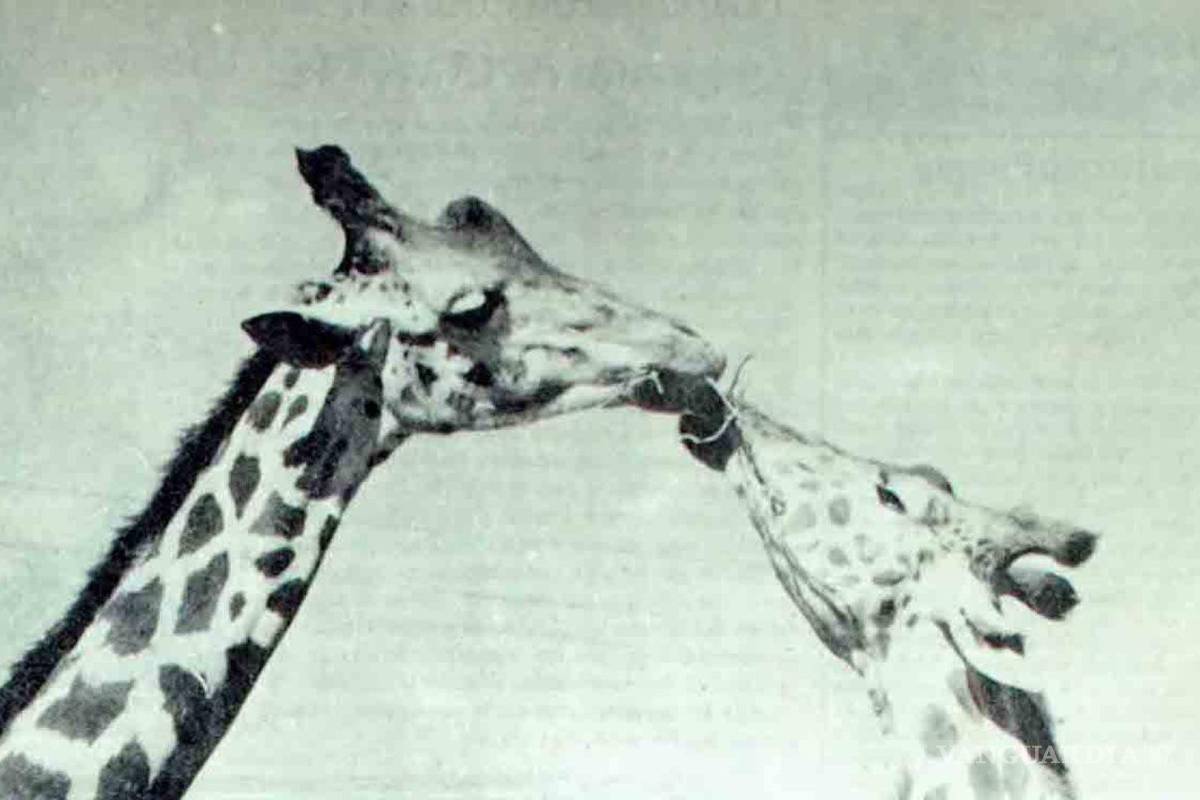 El día en el que dos jirafas se dieron un beso en Saltillo (Fotos)