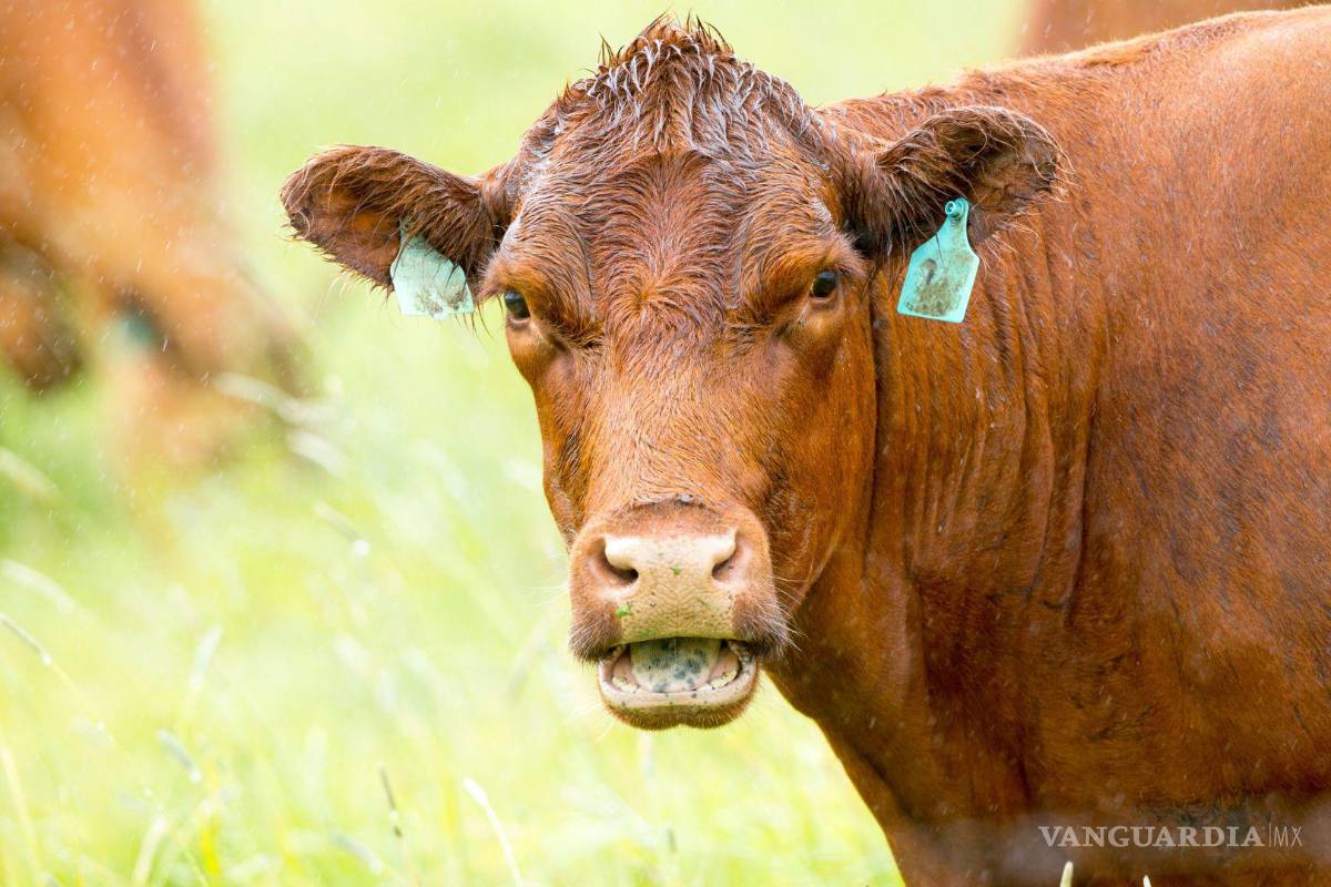 Embajador de EU en México celebra reapertura de frontera a ganado mexicano: ‘Gracias a Donald Trump’