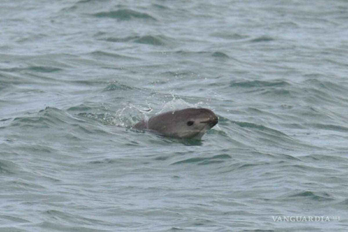 Clonación sería última esperanza para la vaquita marina