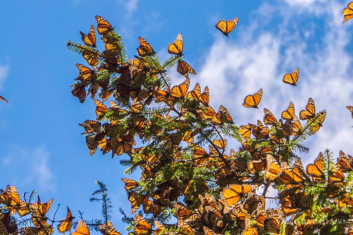 ¡Histórico! Desde Canadá, llegan a México las primeras mariposas monarcas con chip transmisor