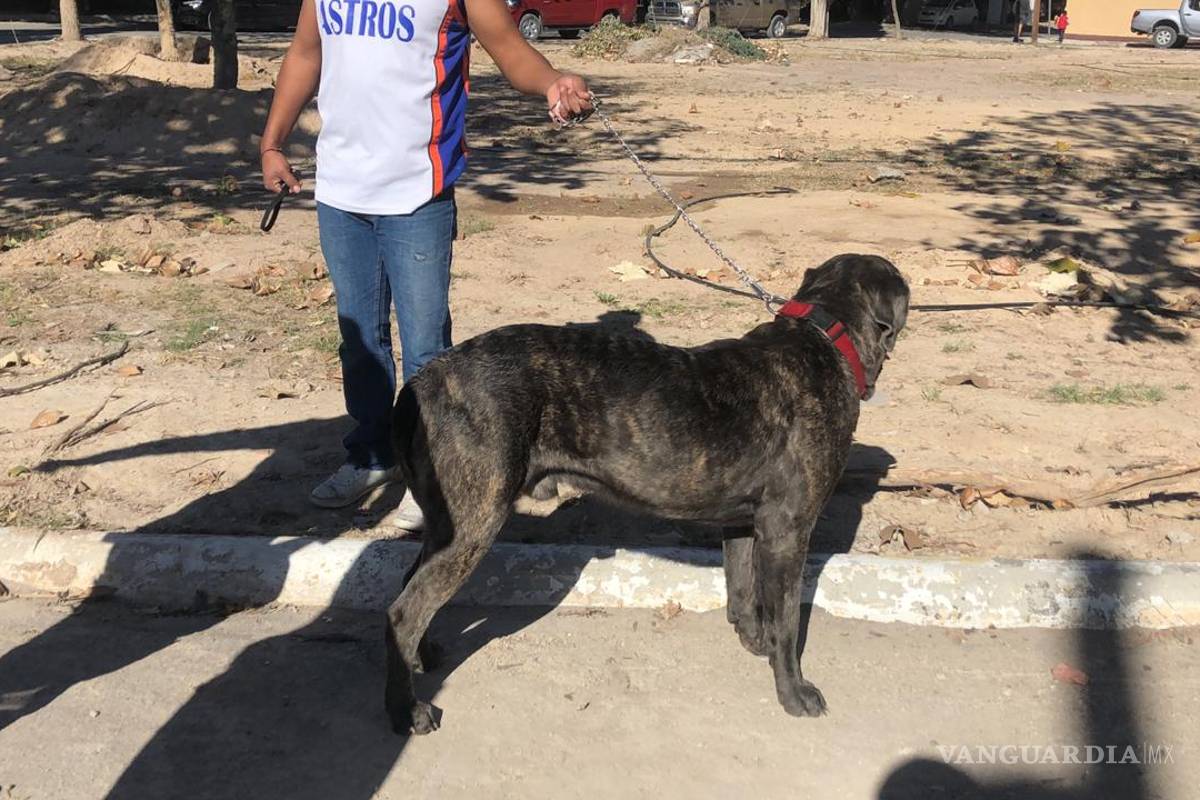 $!Rescatan bomberos a mascota de las llamas de incendio