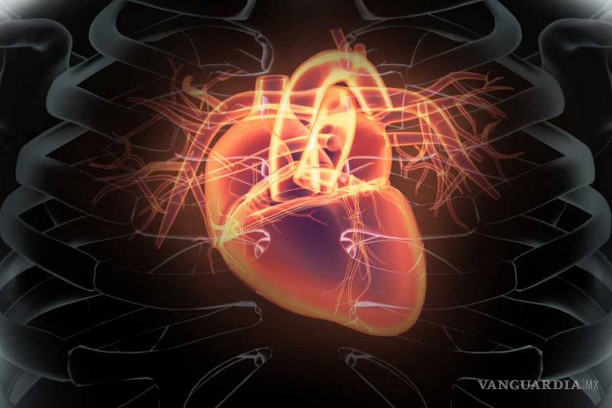 Consumir marihuana podría volver débil el músculo cardíaco