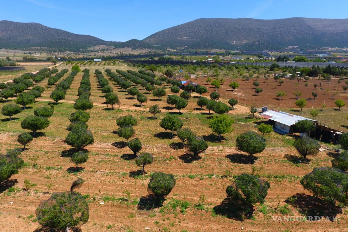 Tiende mano a manzaneros