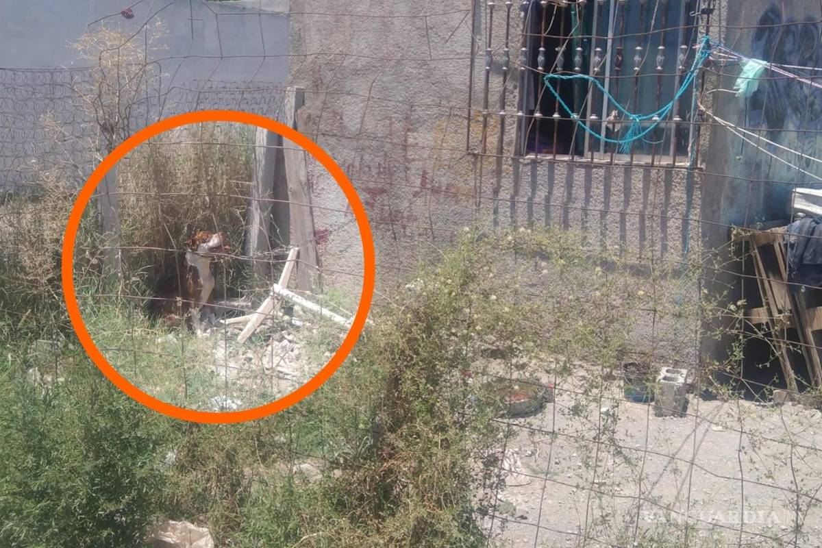 Denuncia de maltrato animal en Saltillo genera movilización en redes sociales; buscan rescatar a perrito bajo el sol, amarrado y sin agua