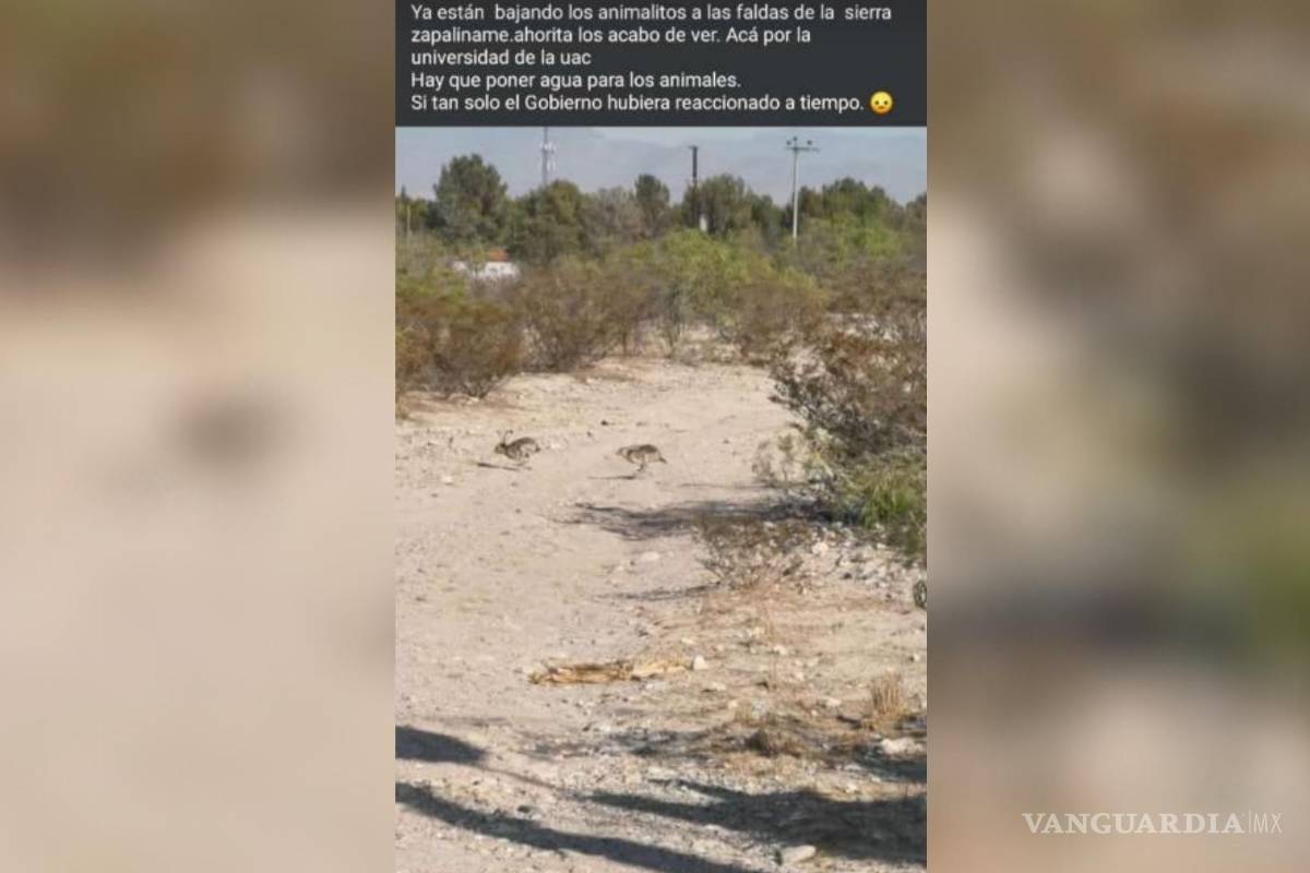 “¡Por favor no los dañen!”; por incendio, fauna de Zapalinamé baja a Saltillo (VIDEO)
