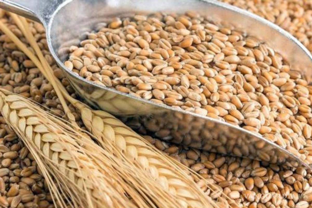 Molinos del Fénix comprará 26 mil toneladas de trigo cristalino importado
