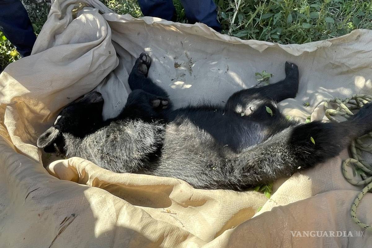 Capturan oso en la colonia Villa Universidad, en Saltillo