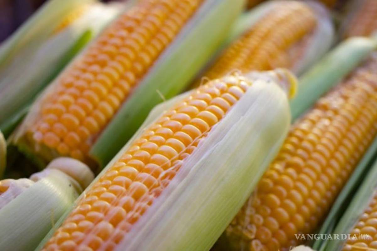 Diputados aprueban en lo general prohibición de maíz transgénico en México