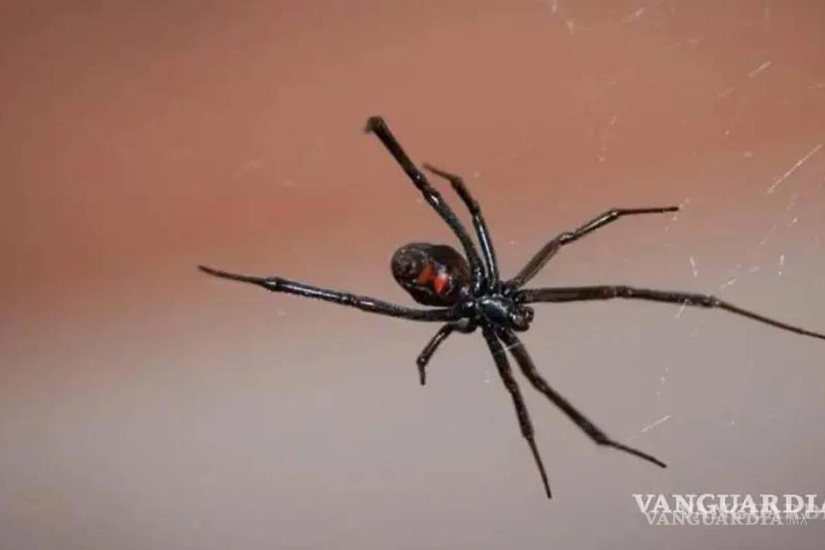 $!¿Cuándo inicia la temporada de arañas en México?... cómo saber cuáles son peligrosas y qué hacer si las vemos en casa