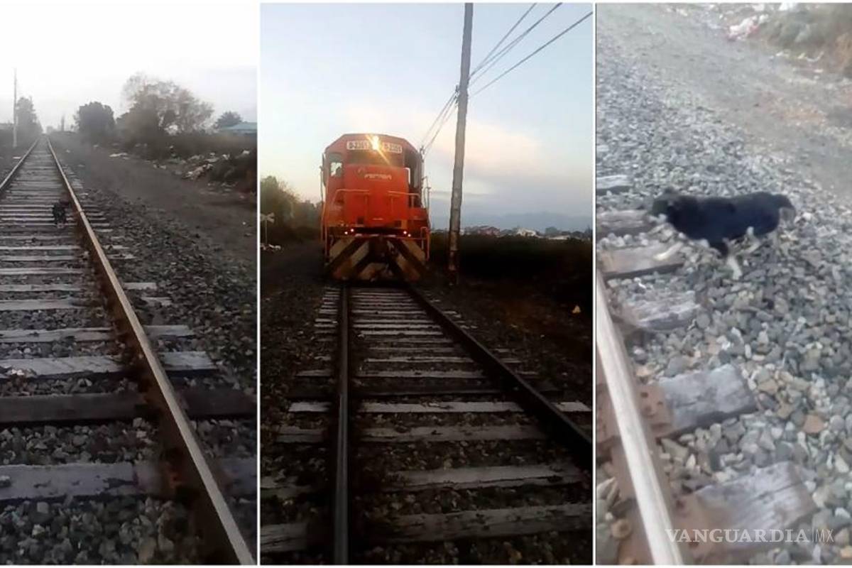 “¿Cómo puede haber gente tan mala?", maquinista salva a perro que dejaron encadenado a la vía del tren