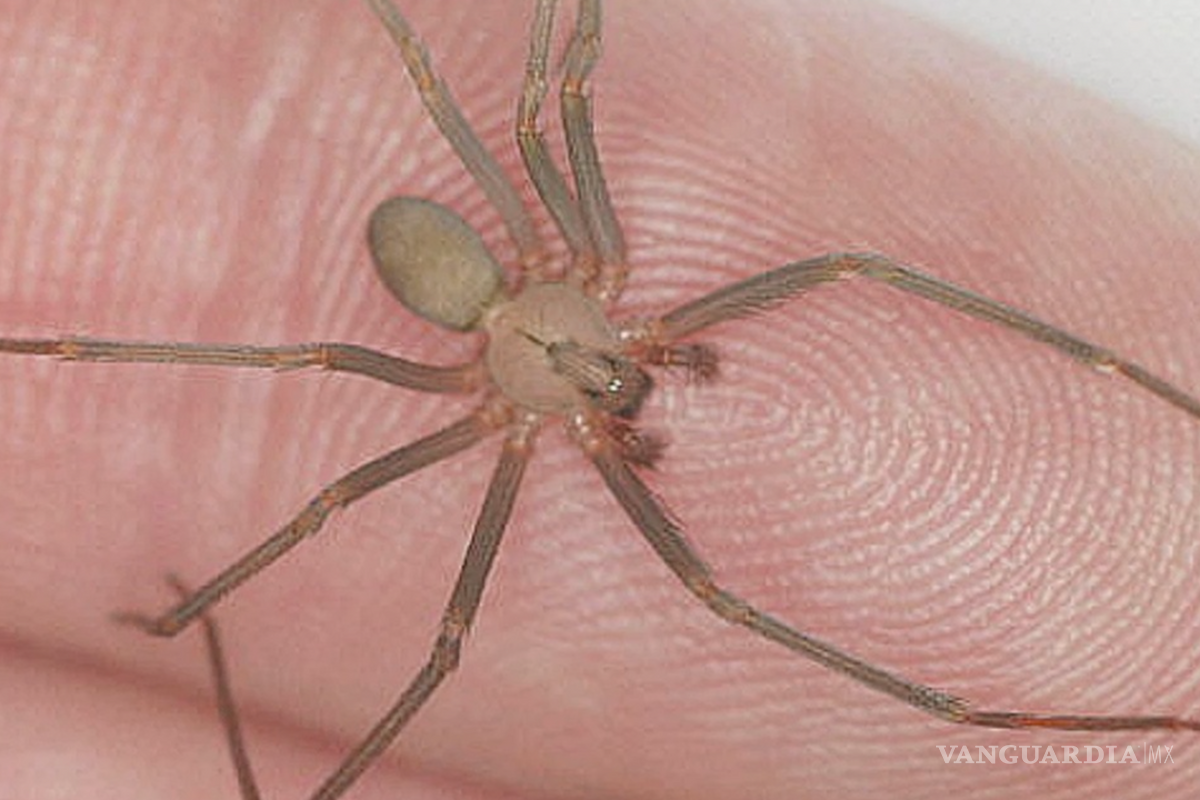 ¿Qué hacer si te picó una araña violinista? Guía de primeros auxilios