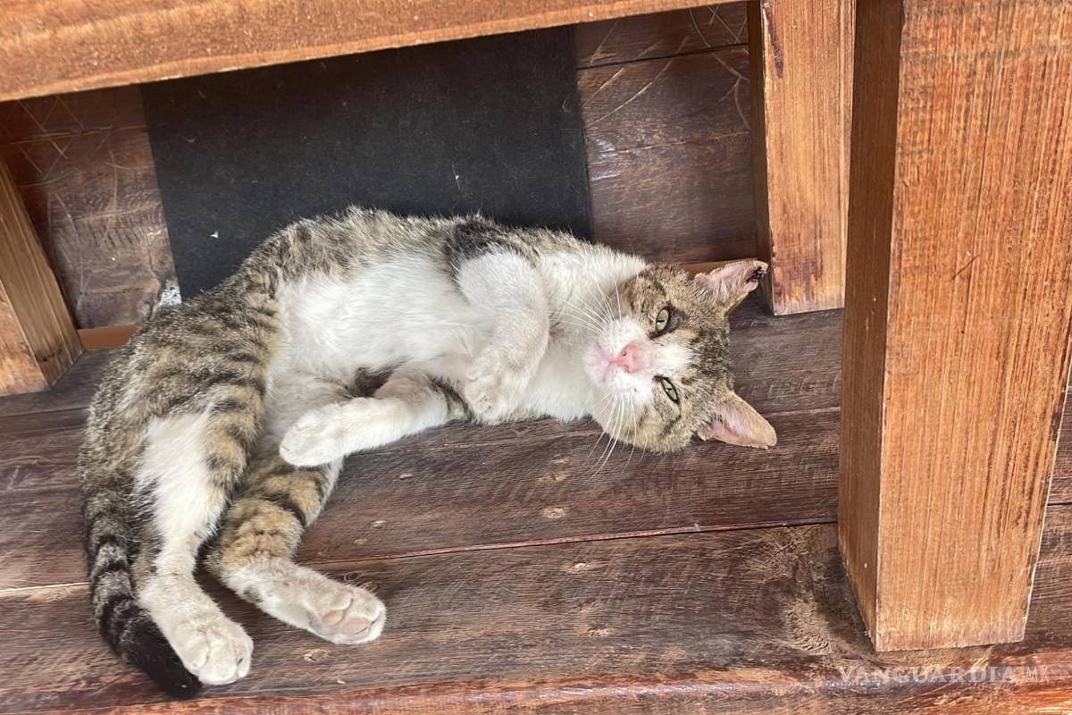 Saltillo se une para encontrar un hogar para ‘Grey’, un valiente gatito callejero