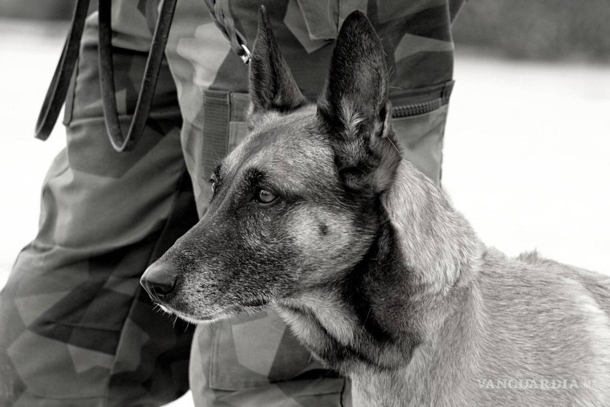 Operación Hércules: rescate de perros del ejército estadounidenses en Afganistán