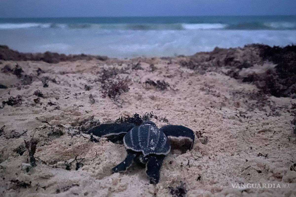 En tres décadas, nacen veinte millones de tortugas marinas en México