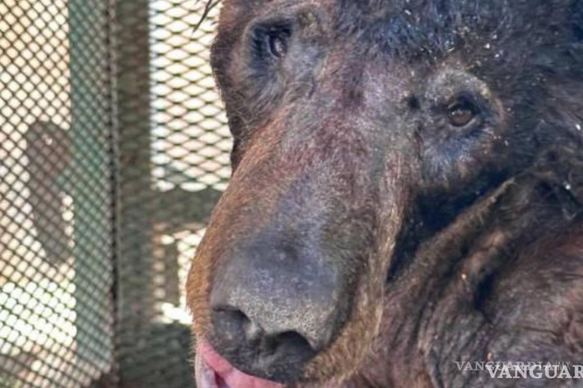 Tras rescate por desnutrición, Museo del Desierto de Saltillo libera a la osa ‘Lucy’