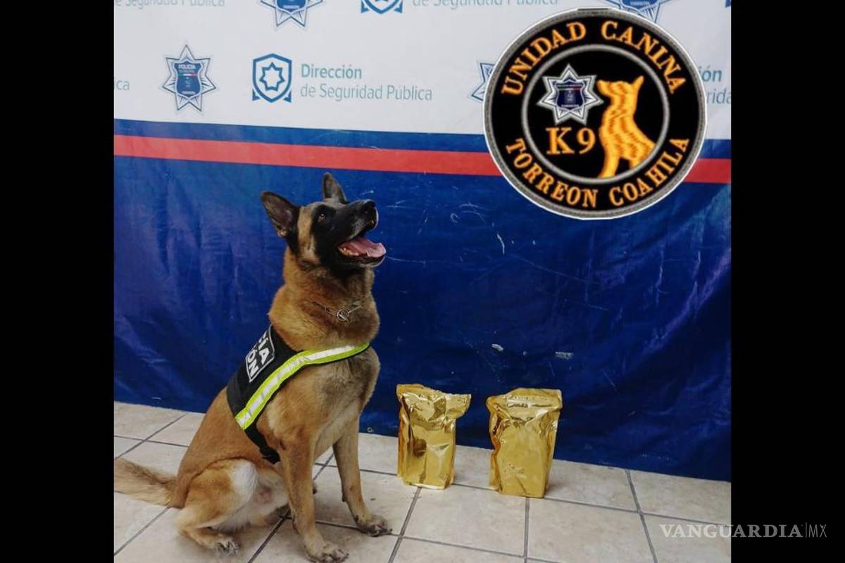 Unidad Canina asegura 1 kilo de mariguana en paquetería de Torreón