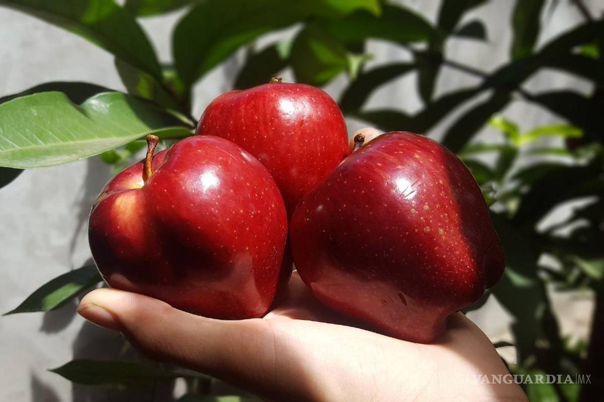 Desnutrición afecta a más del 3% de los mexicanos, afirman expertos en seguridad alimentaria y nutrición del Tec de Monterrey