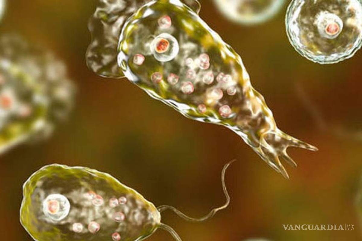 Alerta en EU por ameba 'comecerebros'... causa la muerte de un hombre