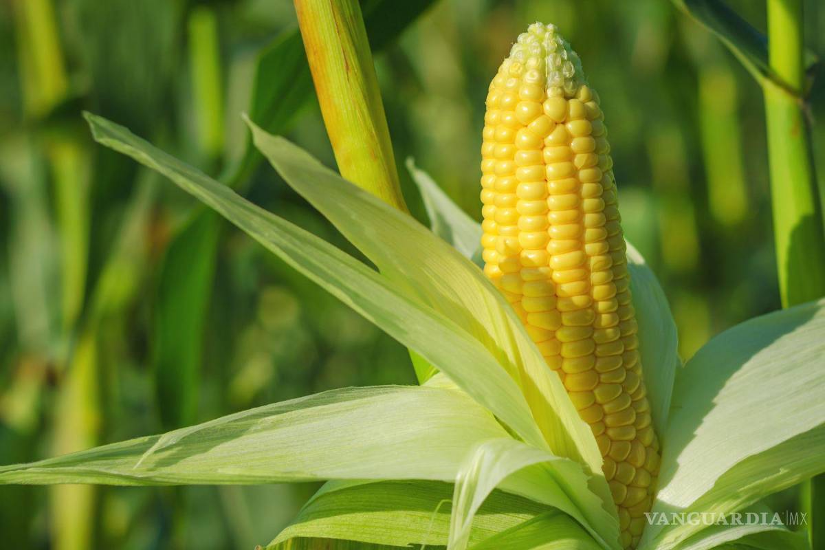 Avanza en la Cámara de Diputados la reforma contra siembre del maíz transgénico