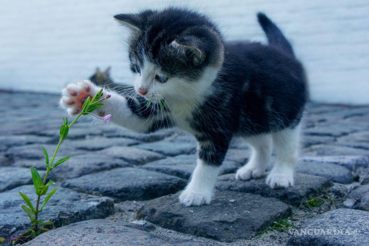 ¡Esteriliza a tu michi! Hay 2x1 en Saltillo