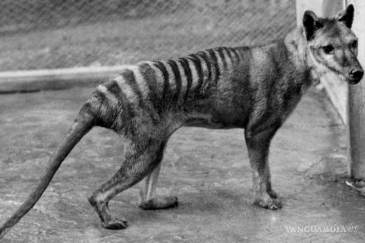 Científicos buscan “resucitar” al extinto tigre de Tasmania