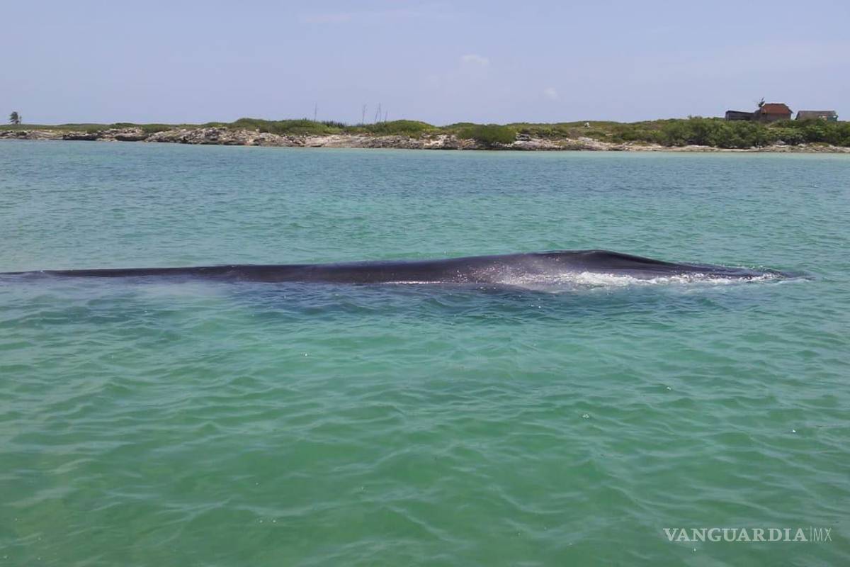 Un rorcual, mamífero marino de 18 metros queda varado cerca de Cancún