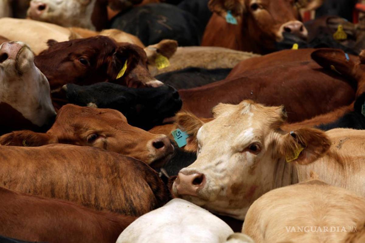 Por cierre de la frontera a exportación de ganado, pierde Coahuila 50 millones de dólares