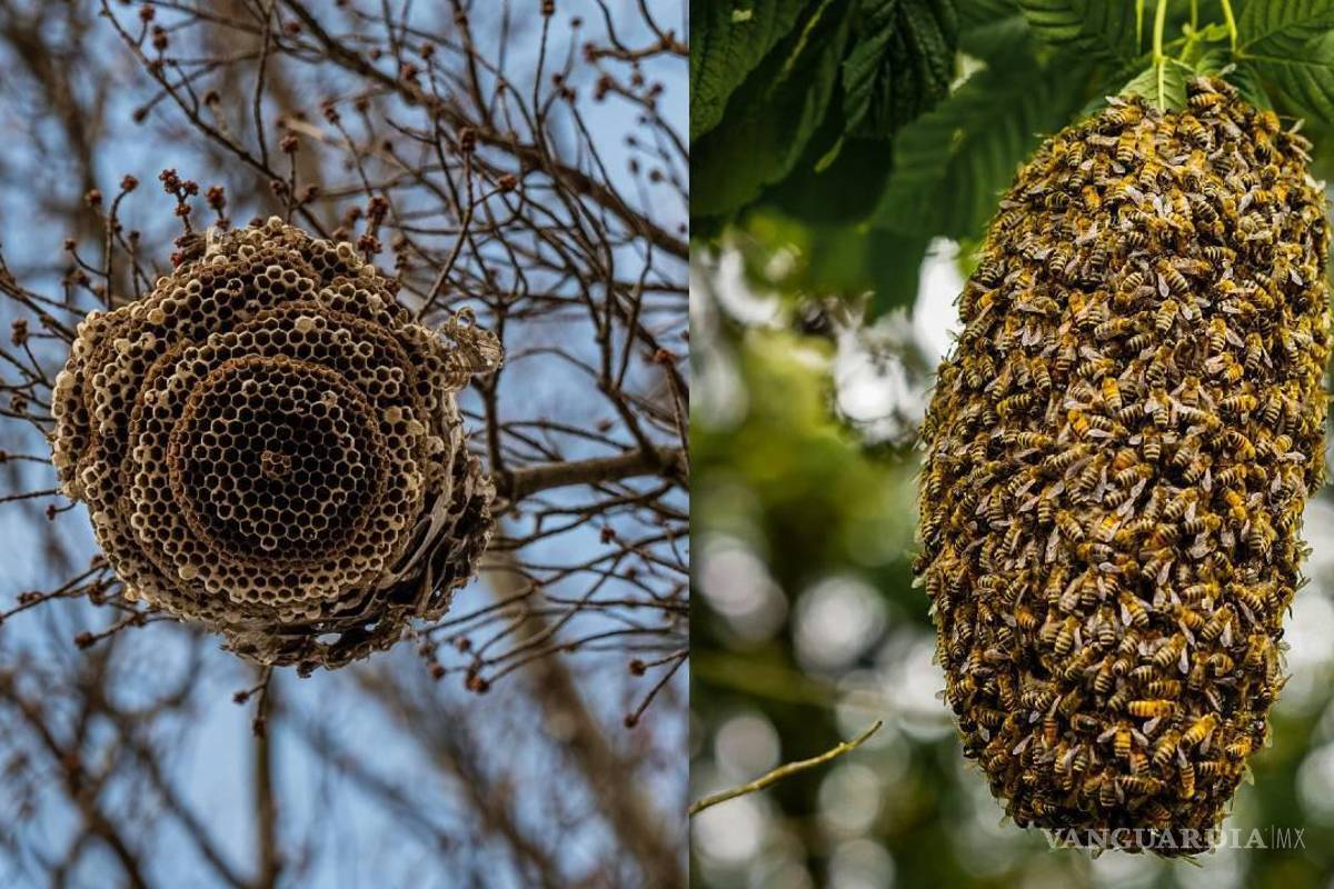 Protección Civil de Torreón atiende reporte de enjambres de abejas y promueve su rescate