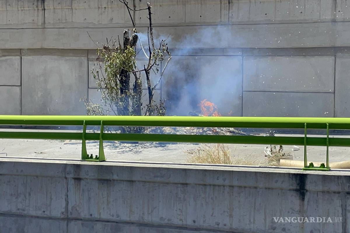Arde árbol en camellón de ‘El Sarape’, en Saltillo; investigan causas