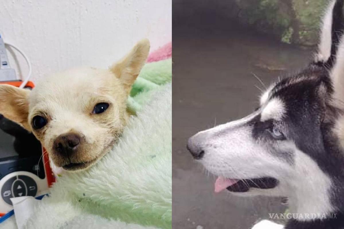 ‘Pincky’ y ‘Mío’, héroes... los lomitos valientes que arriesgaron su vida para salvar a sus dueños