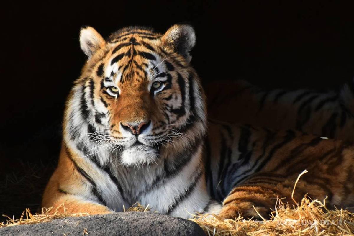 $!El top 10 de los animales más letales del mundo... el número 1 te sorprenderá