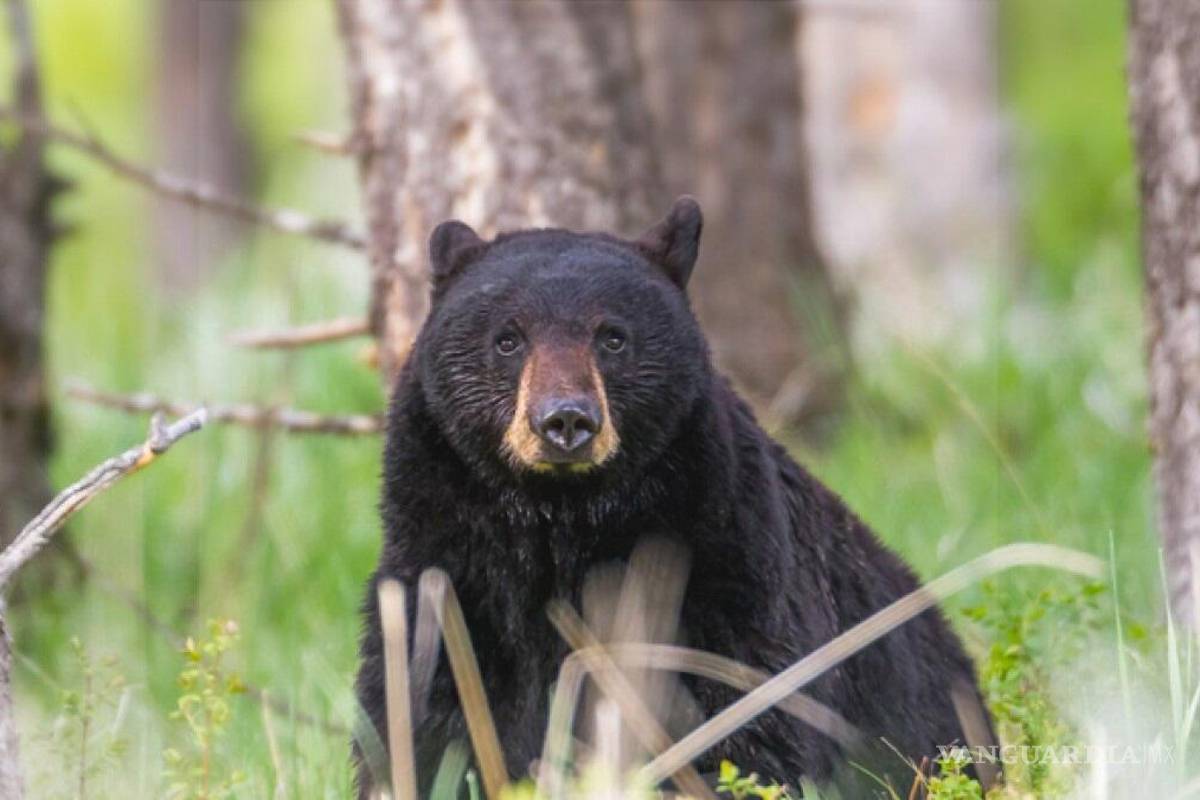 Organiza Sema bazar segunda oportunidad para el oso negro