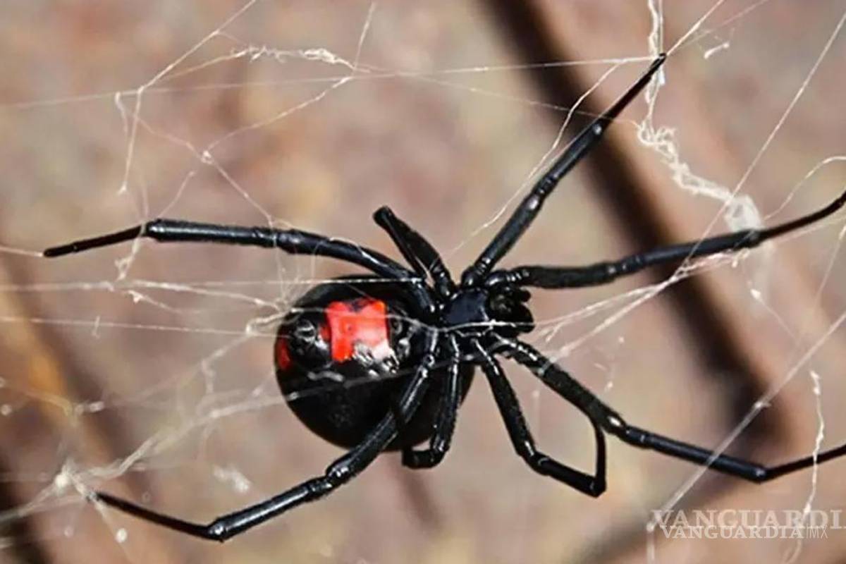 ¡Cuidado!... ¿Qué hago si esta peligrosa y venenosa Araña aparece en mi casa?