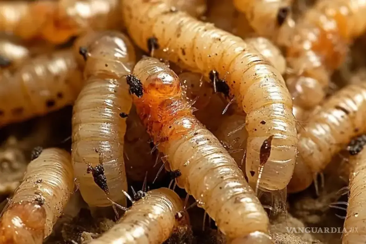 Reportan primer caso de gusano barrenador al oriente de Yucatán; suman 8 contagios