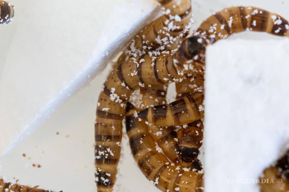 $!El 'supergusano' Zophobas morio puede comer a través del poliestireno.