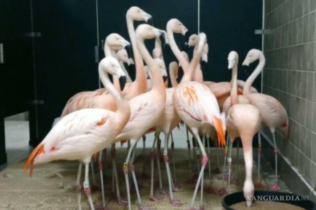 Flamencos se viralizan al resguardarse del huracán Ian en los baños de un jardín botánico de Florida