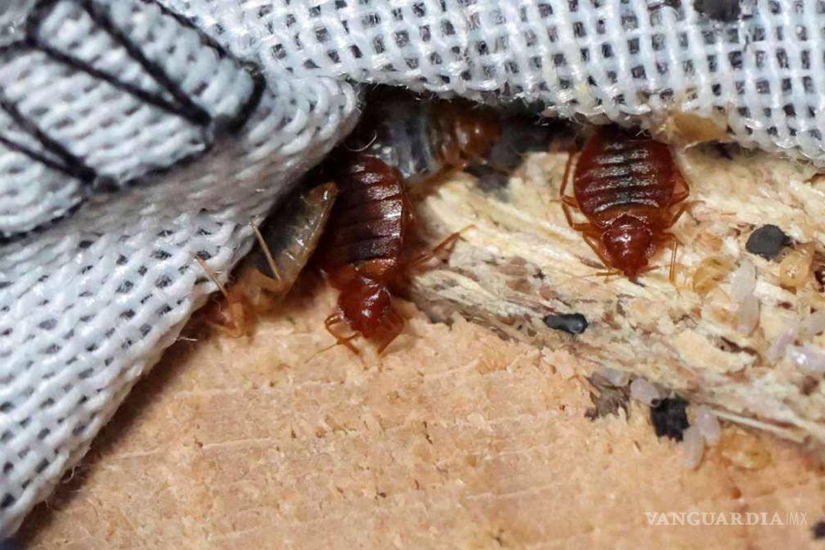 $!Las chinches, científicamente conocidas como Cimex lectularius, son insectos nocturnos.