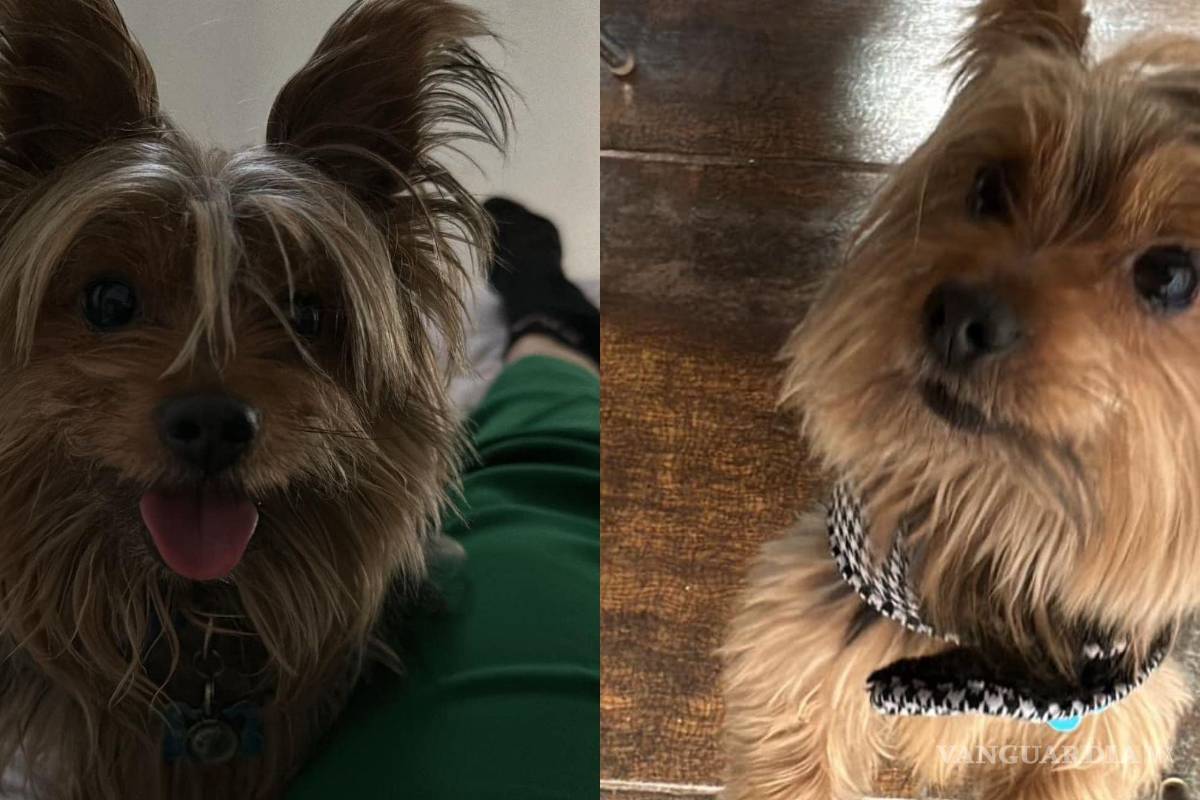 ¿Has visto a Cody? Familia busca a su perrito perdido en Saltillo y ofrece una recompensa de 10 mil pesos