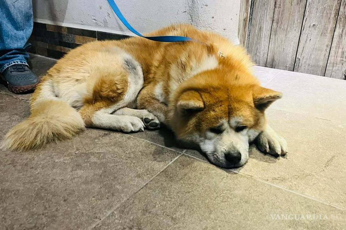 Ya está en casa ‘Tachi’, perrito extraviado en Saltillo; ofrecían trámite de placas como recompensa a quien lo entregara