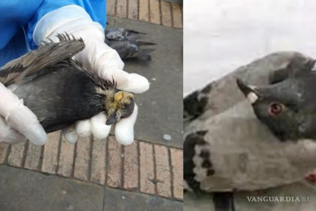 ¡Palomas zombies!: La misteriosa enfermedad que preocupa en Reino Unido... ¿afecta a los humanos?