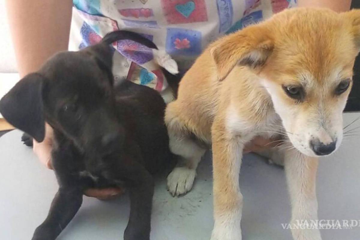 $!Los cachorros son los que tienen mejor suerte cuando buscan un nuevo hogar.