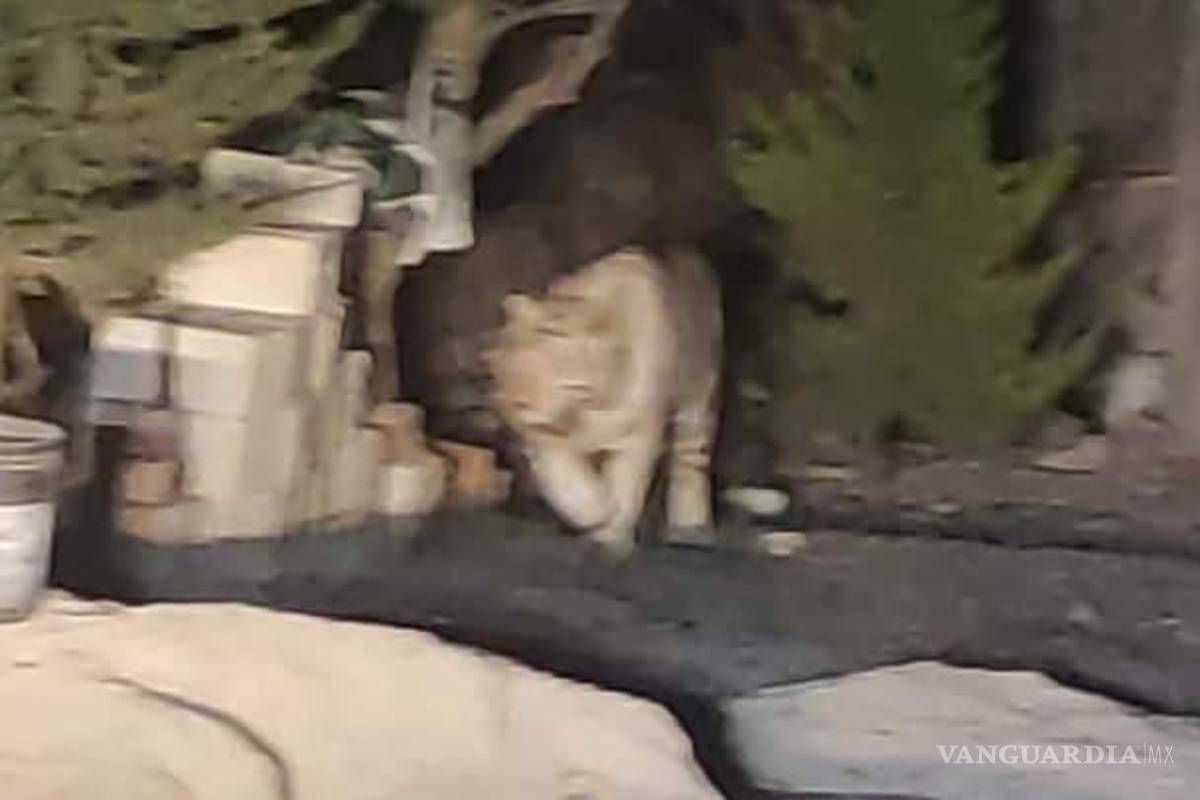 Capturan a un tigre en Querétaro; tenía asustados a pobladores de la región