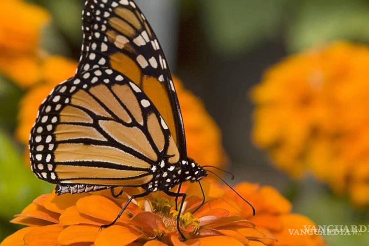 Coahuila: kits de crianza de Mariposas Monarca causan preocupación por impacto ambiental