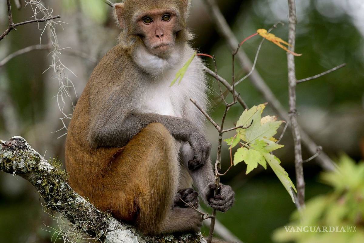 Monos macacos desarrollan inmunidad a COVID-19 en experimentos