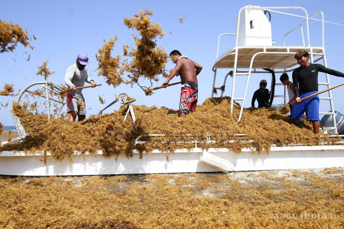 Sargazo no da tregua a playas mexicanas y al turismo
