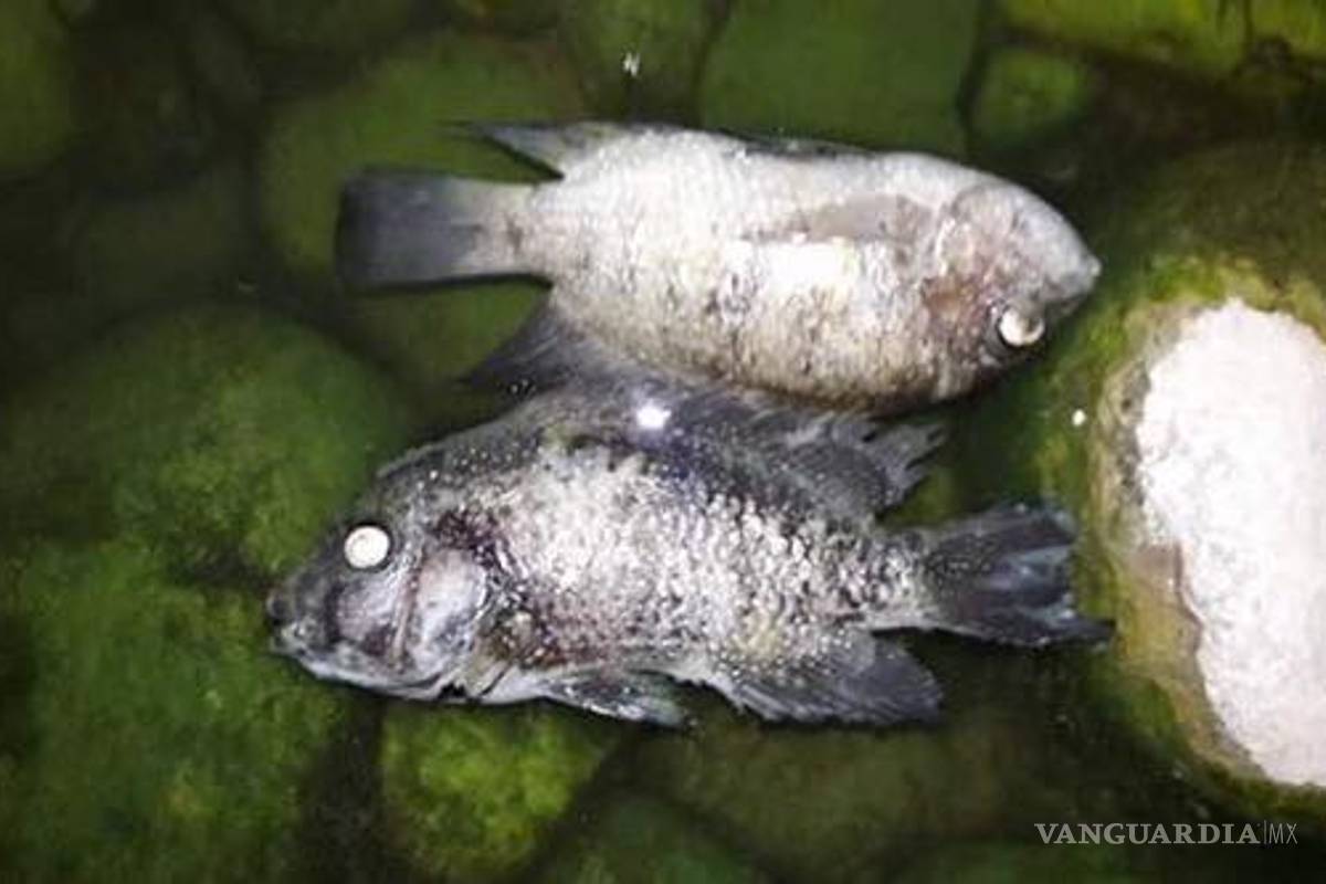 Reportan daño ecológico en Río La Silla